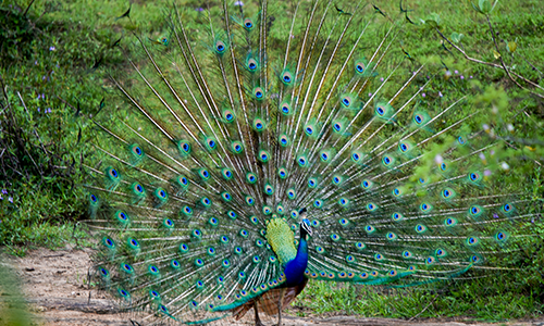 Maduru Oya National Park