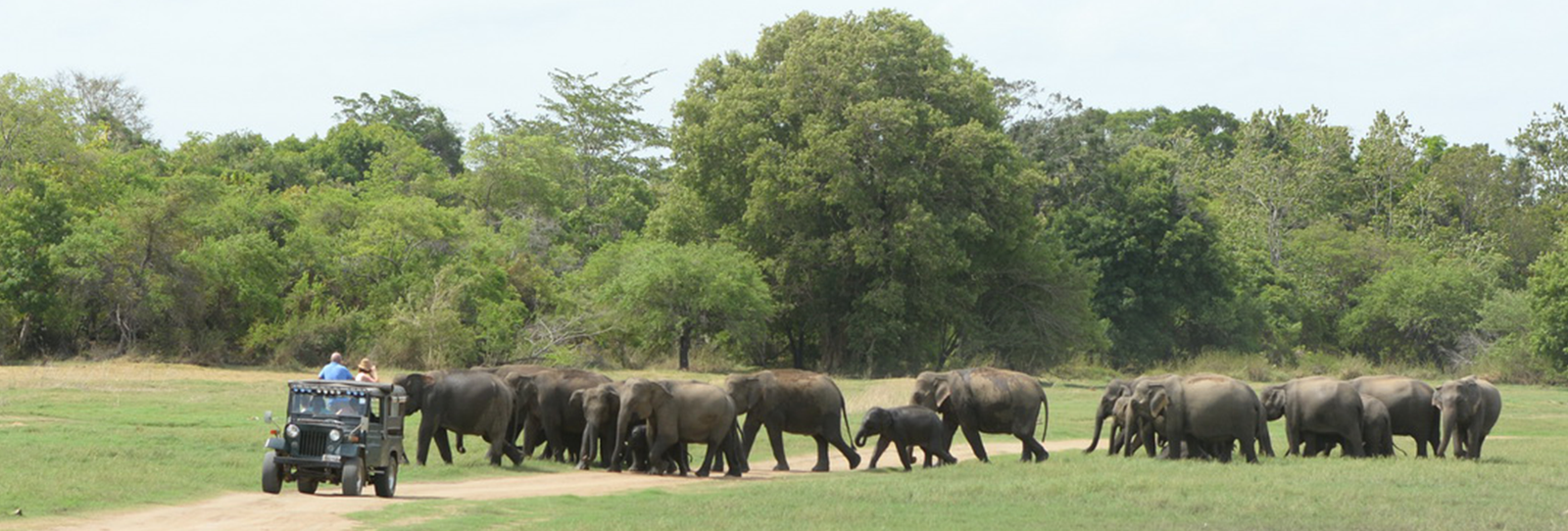 Wild Wonders