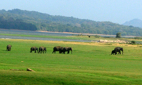 Minneriya National Park