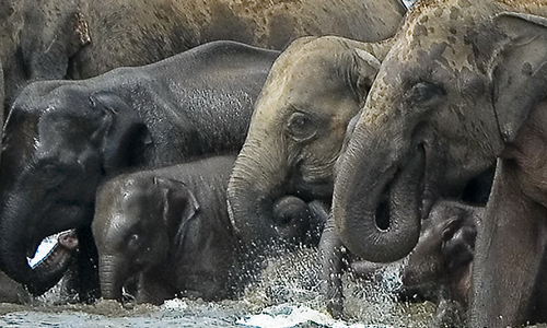 Wasgamuwa National Park