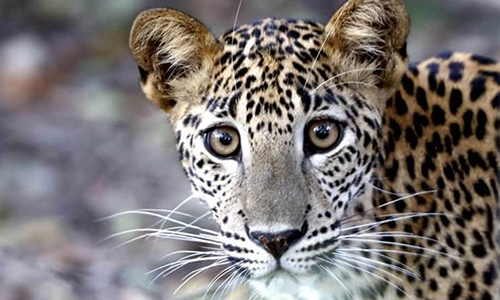 Wilpattu National Park
