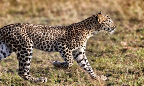 Yala National Park